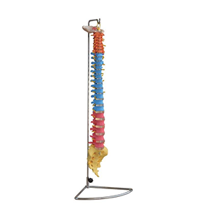 Didactic Vertebral Column